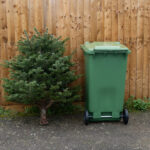 Christmas tree removal